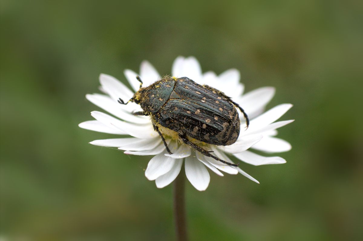 Oxythyrea funesta